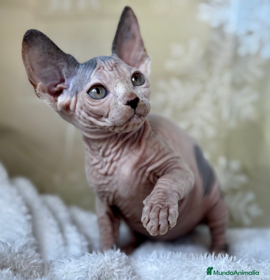 Sphynx gatos en venta: Preciosos bebés Sphynx - Anuncio 4