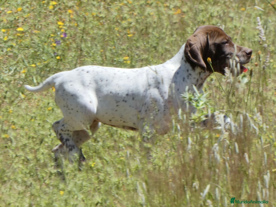 Braco Francés tipo Pirineos Talla Pequeña perros en venta: RESERVA DE CAMADA "F" DE BRACO BRANCÉS - Imagen 19