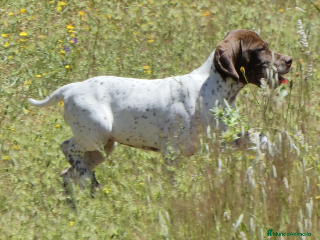 Braco Francés tipo Pirineos Talla Pequeña perros en venta: RESERVA DE CAMADA "F" DE BRACO BRANCÉS - Anuncio 21