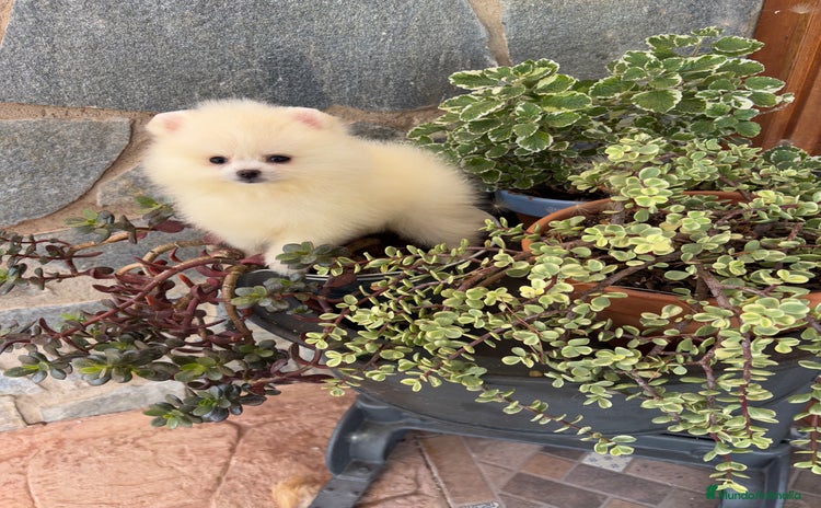 Pomerania perros - Anuncio 2