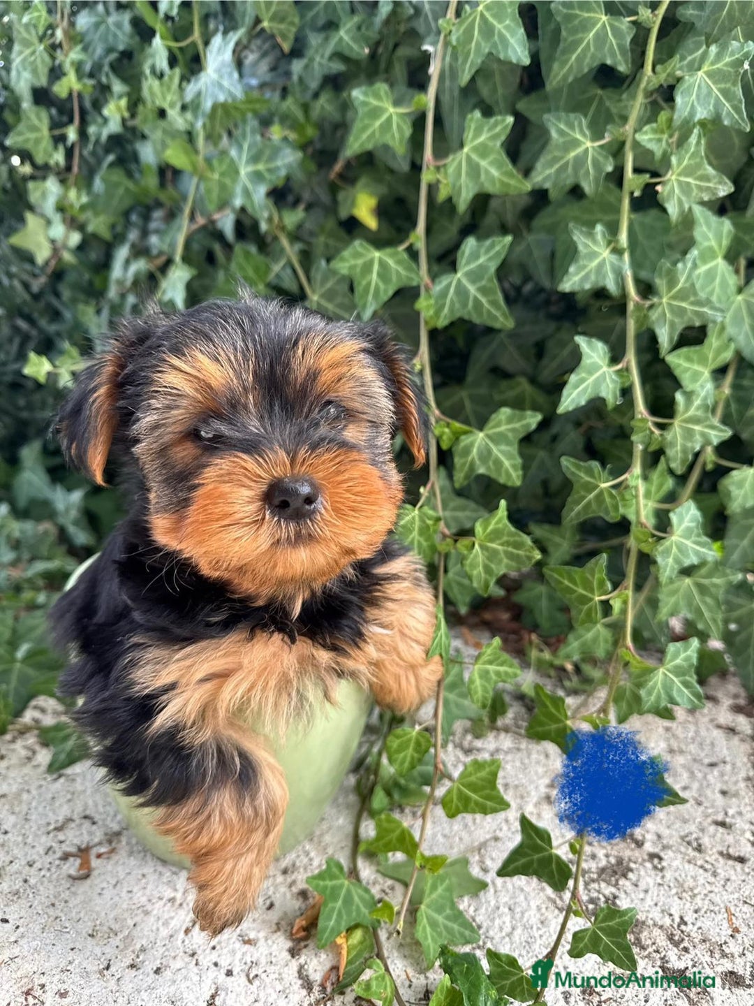 Yorkshire Terrier perros en venta: Entrañable cachorrín de Yorkshire Toy - Imagen 2