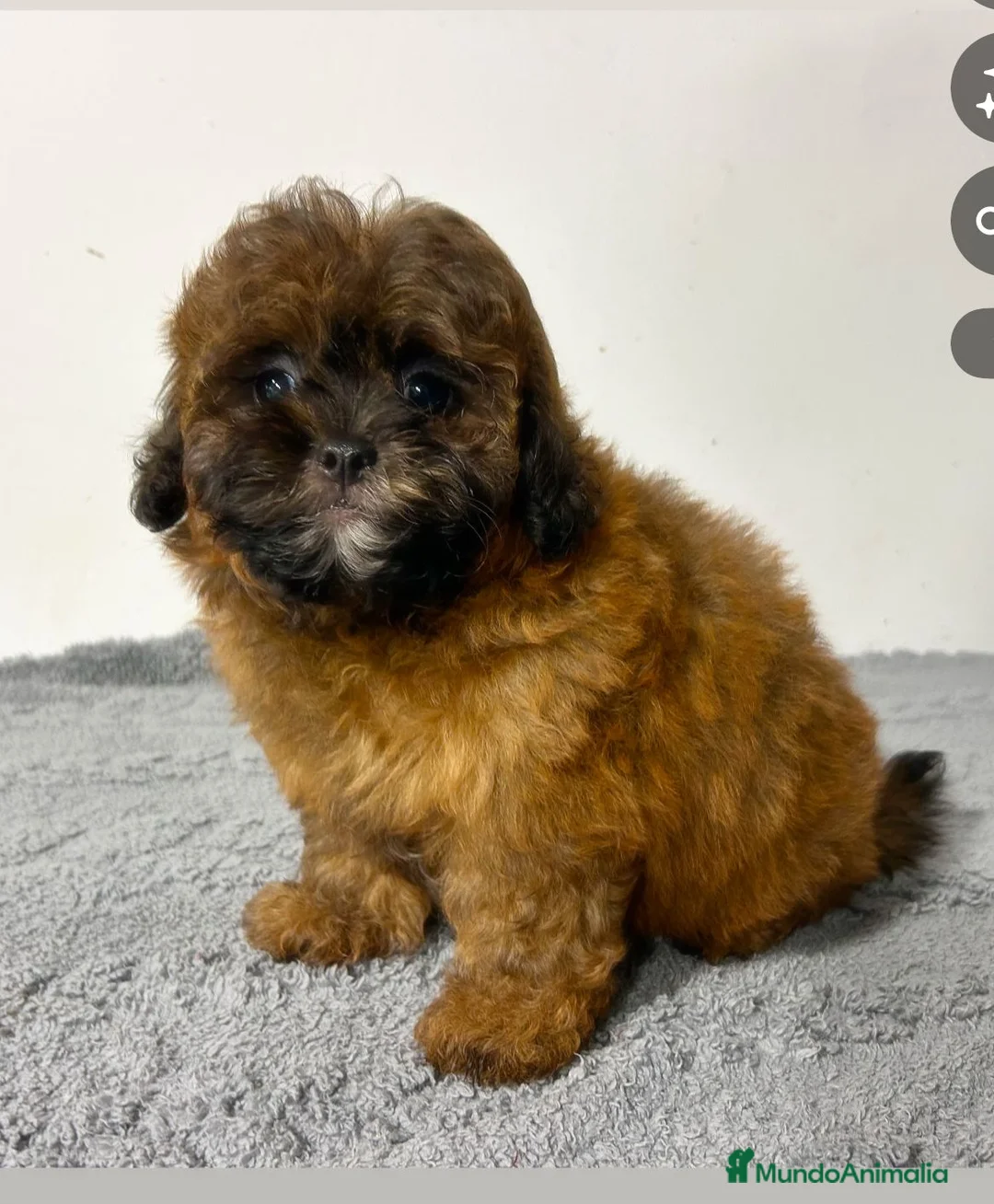 Maltipoo perros en venta: Maltipoo mini - Anuncio 1