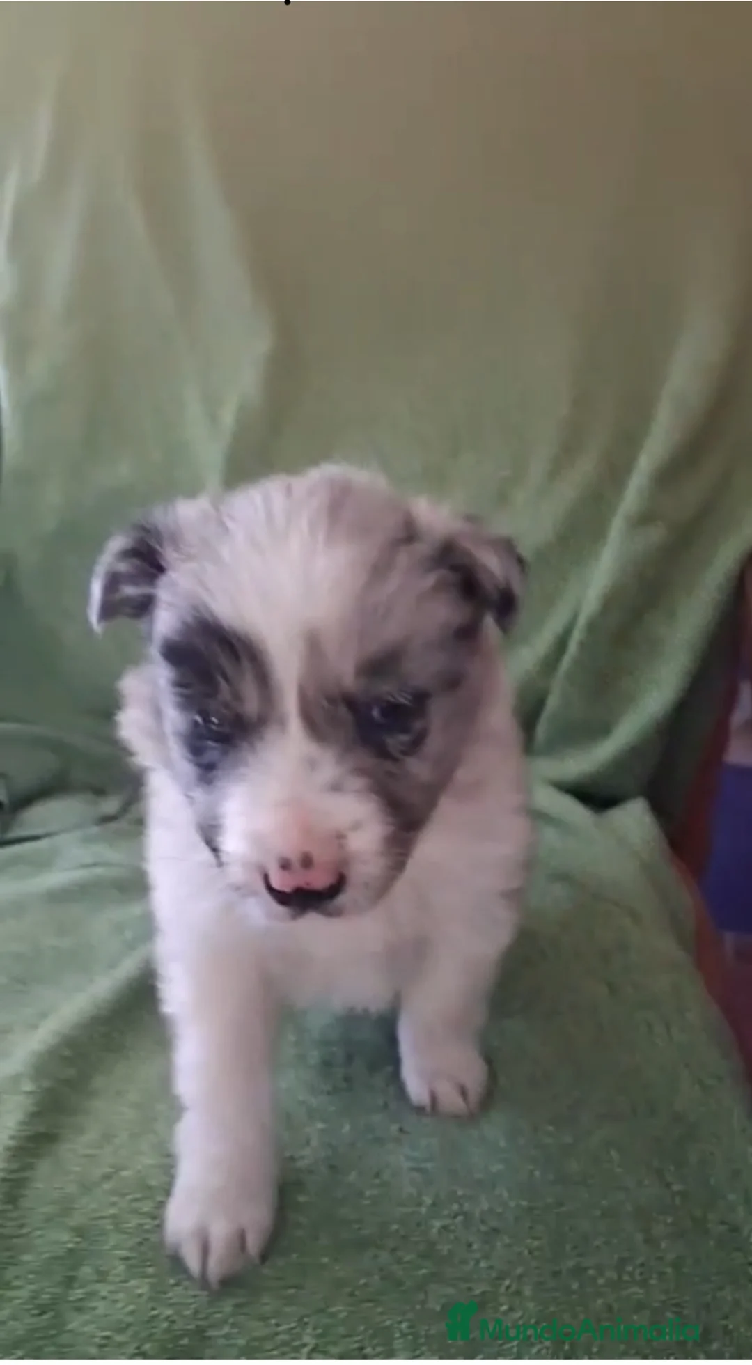 Border Collie perros en venta: Border collie - Anuncio 1