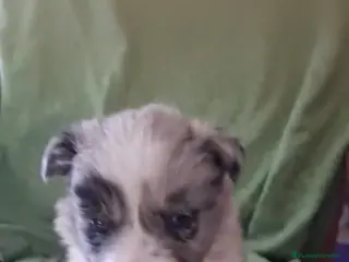 Border Collie perros Border collie - Anuncio 1