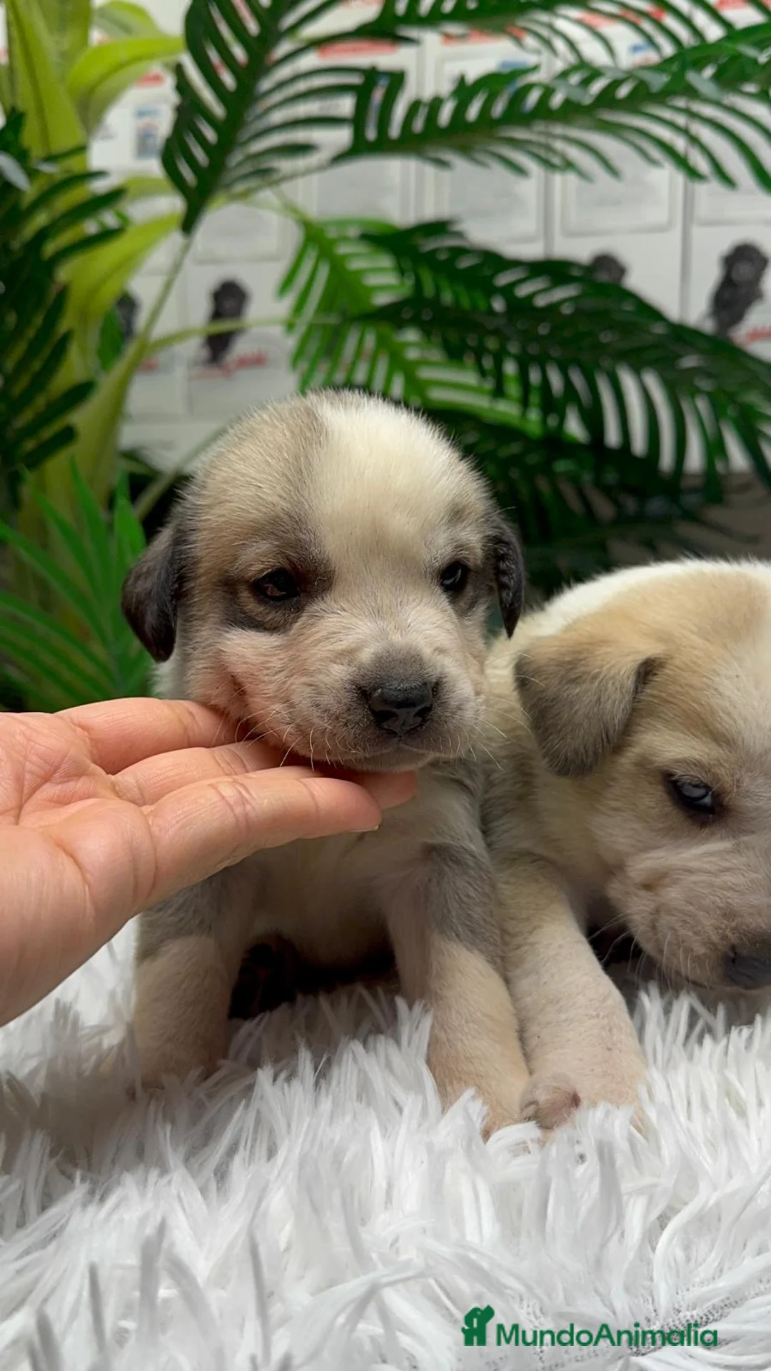 Mastín Español perros en venta: MASTIN ESPAÑOL - Anuncio 18