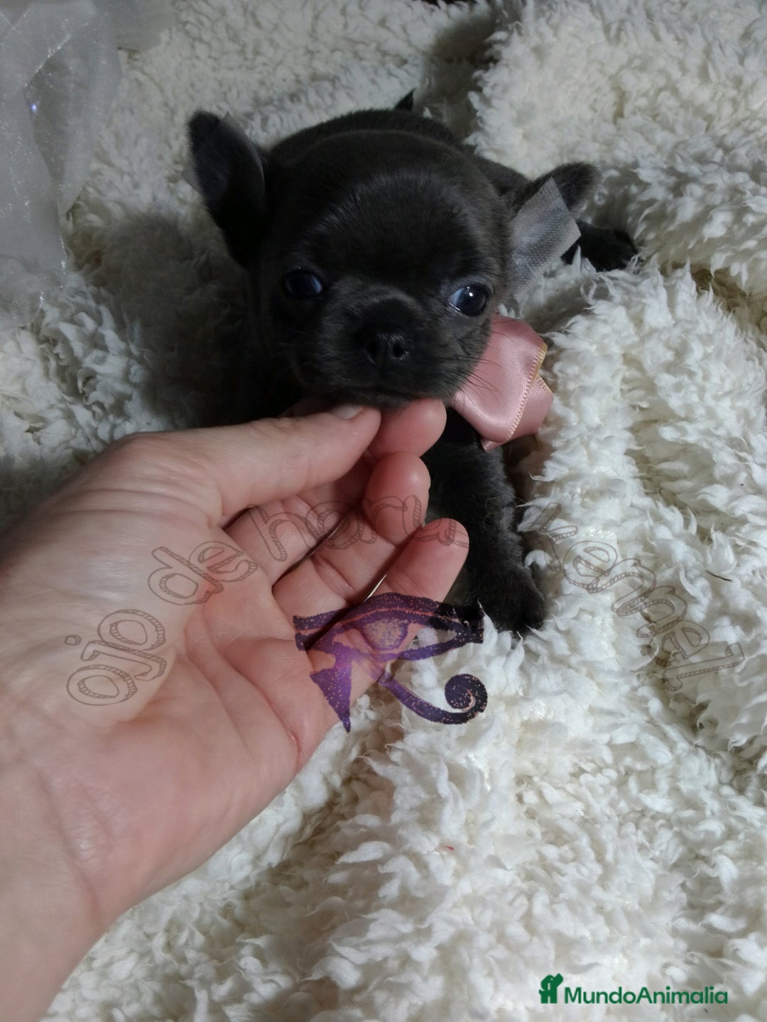 Chihuahua perros en venta: Chihuahua pelo largo y pelo corto  - Imagen 2