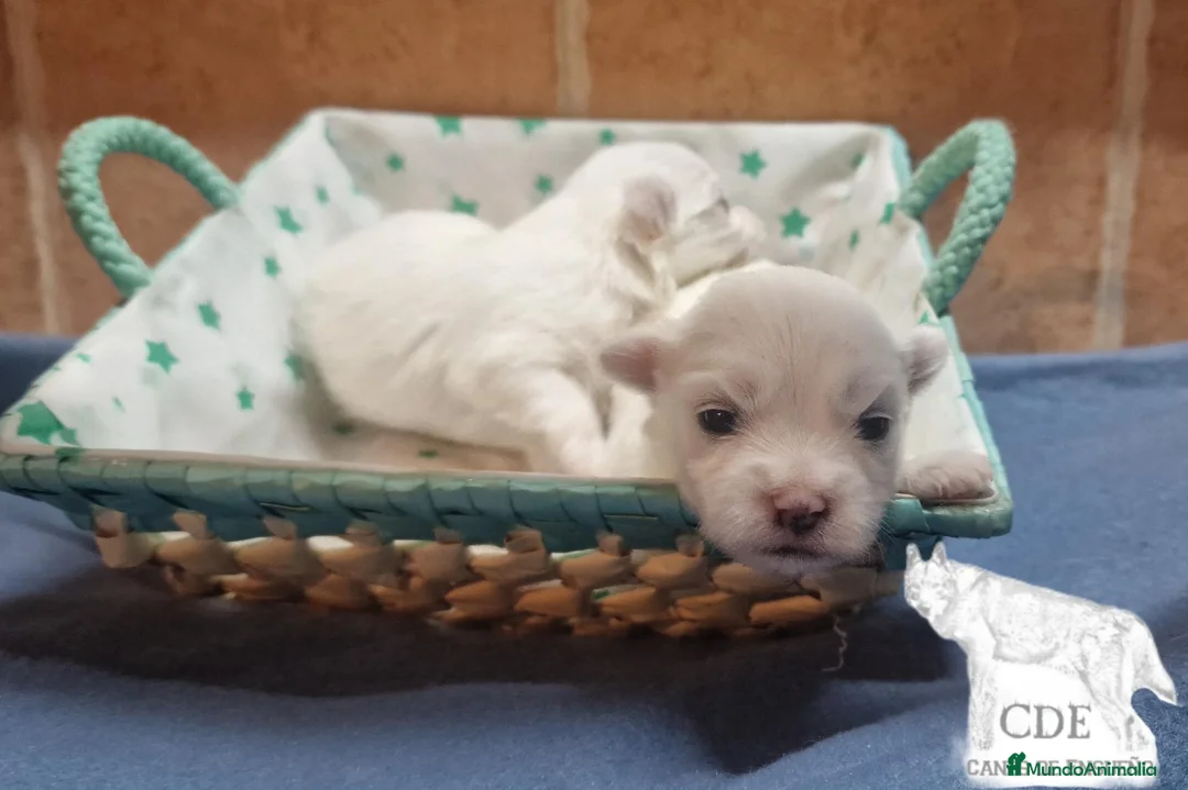 Bichón Maltés perros en venta: Machitos de Bichón Maltés  - Anuncio 6
