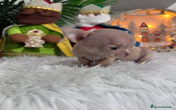 Chihuahua perros en venta: CHIHUAHUA HEMBRA - Anuncio 6