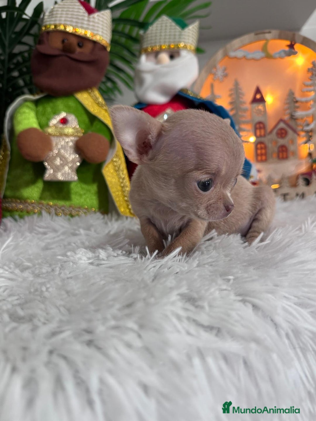 Chihuahua perros en venta: CHIHUAHUA HEMBRA - Anuncio 6