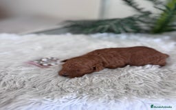 Caniche Toy perros en venta: CANICHE TOY HEMBRA - Anuncio 11