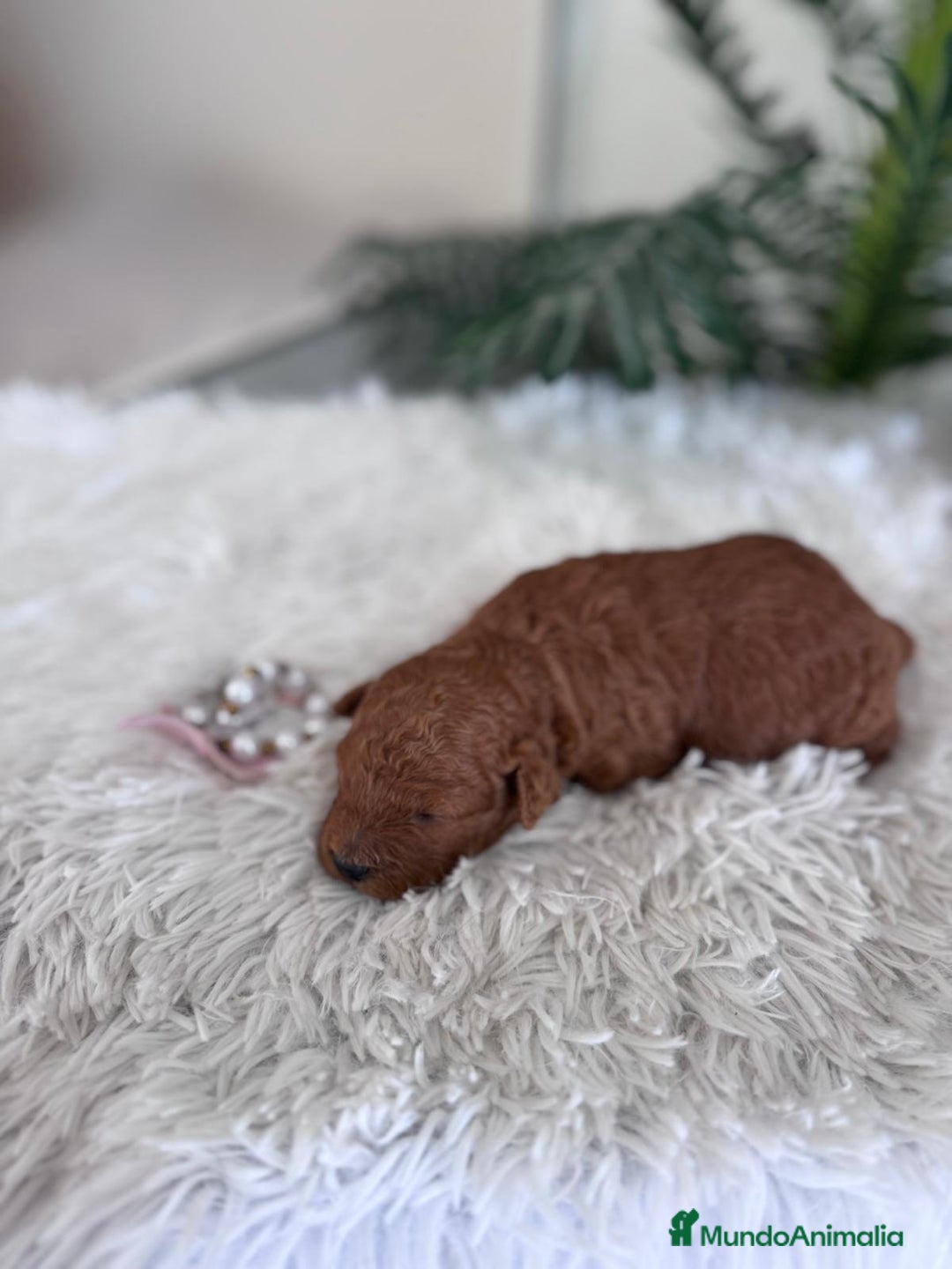 Caniche Toy perros en venta: CANICHE TOY HEMBRA - Anuncio 11