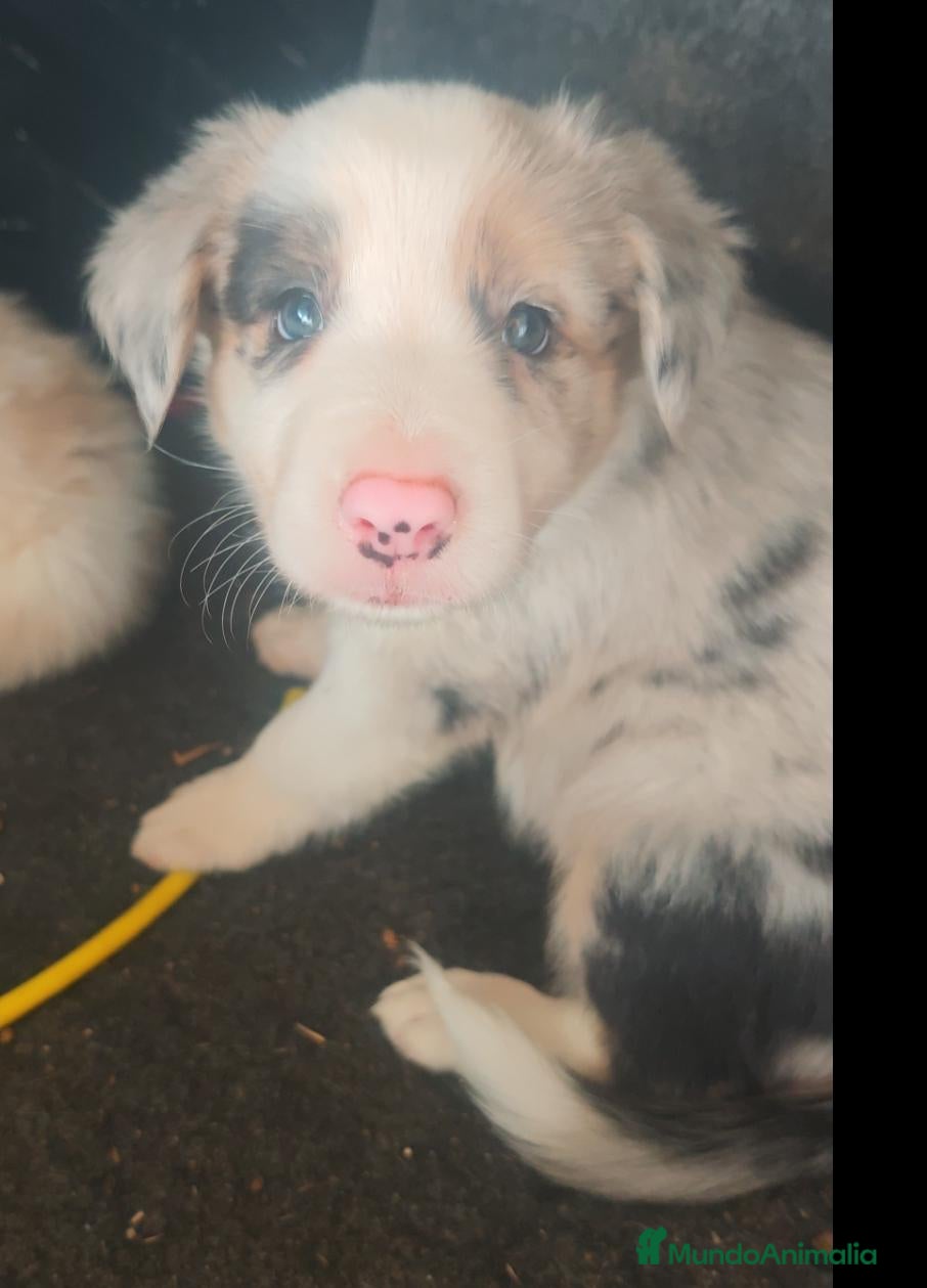 Border Collie perros Border collie Merle - Anuncio 3