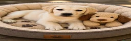 Labrador Retriever perros en venta: Labrador hembra y macho  - Anuncio 1