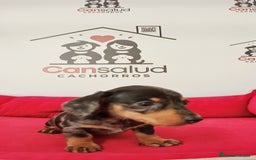 Teckel perros en venta: Teckel - Imagen 4