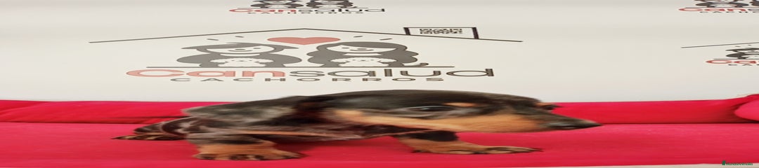 Teckel Cachorro 4