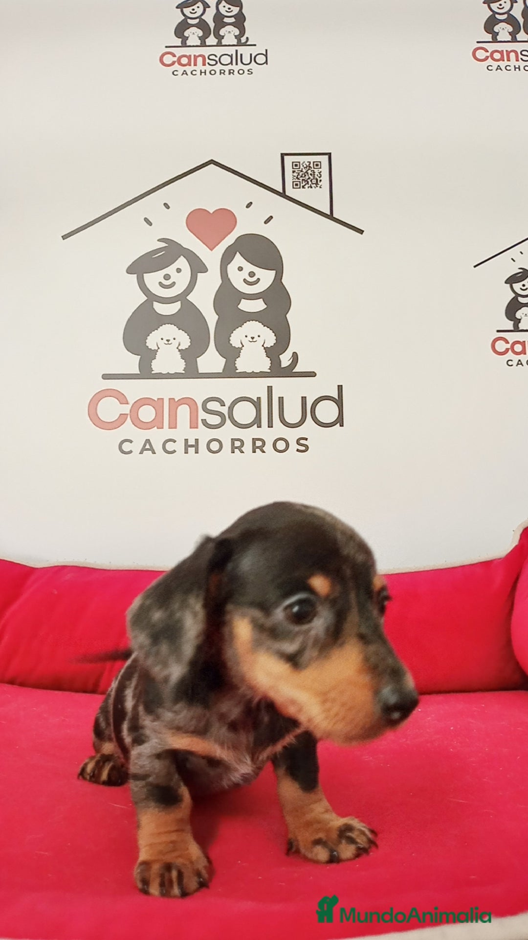 Teckel perros en venta: Teckel - Imagen 4