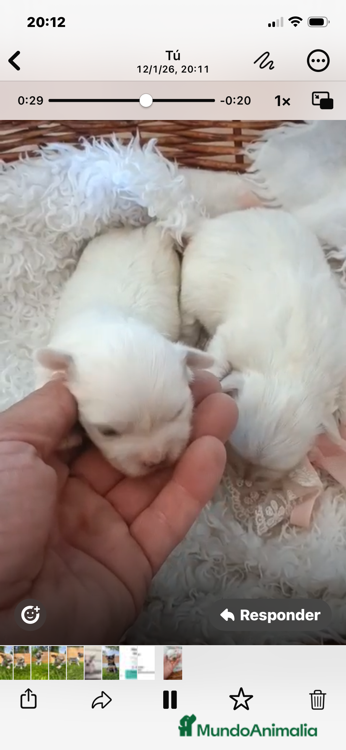 Bichón Maltés perros BICHÓN MALTÉS HEMBRA - Anuncio 2