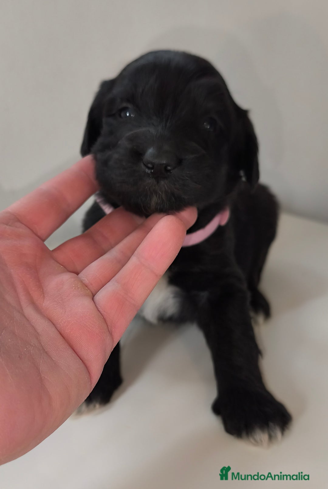 Raza Mixta perros en venta: Cachorros bordoodle/borderpoo! - Anuncio 6