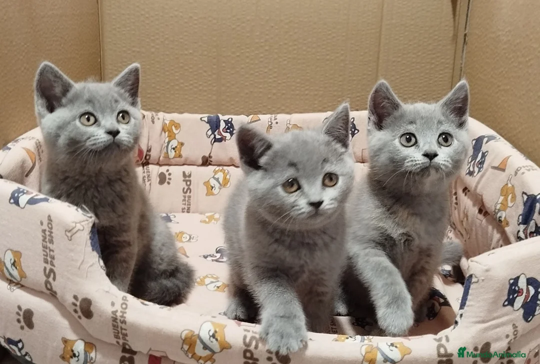 Británico de Pelo Corto gatos en venta: British Shorthair (posibilidad de envío) en Cádiz - Anuncio 4