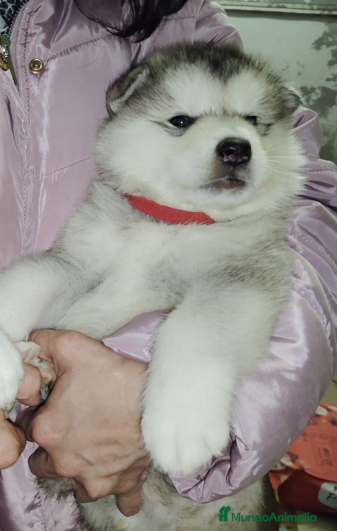 Alaskan Malamute perros en venta: ULTIMO MACHO DE LA CAMADA - Anuncio 2