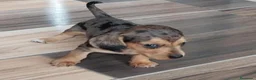 Teckel Miniatura perros en venta: TECKEL MINIATURA ARLEQUINES  - Anuncio 9