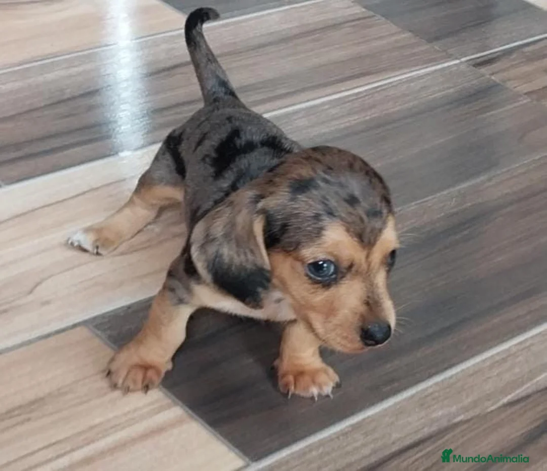Teckel Miniatura perros en venta: TECKEL MINIATURA ARLEQUINES  - Anuncio 9