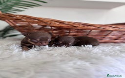 Chihuahua perros en venta: CHIHUAHUA MACHO CHOCOLATE & TAN - Imagen 3