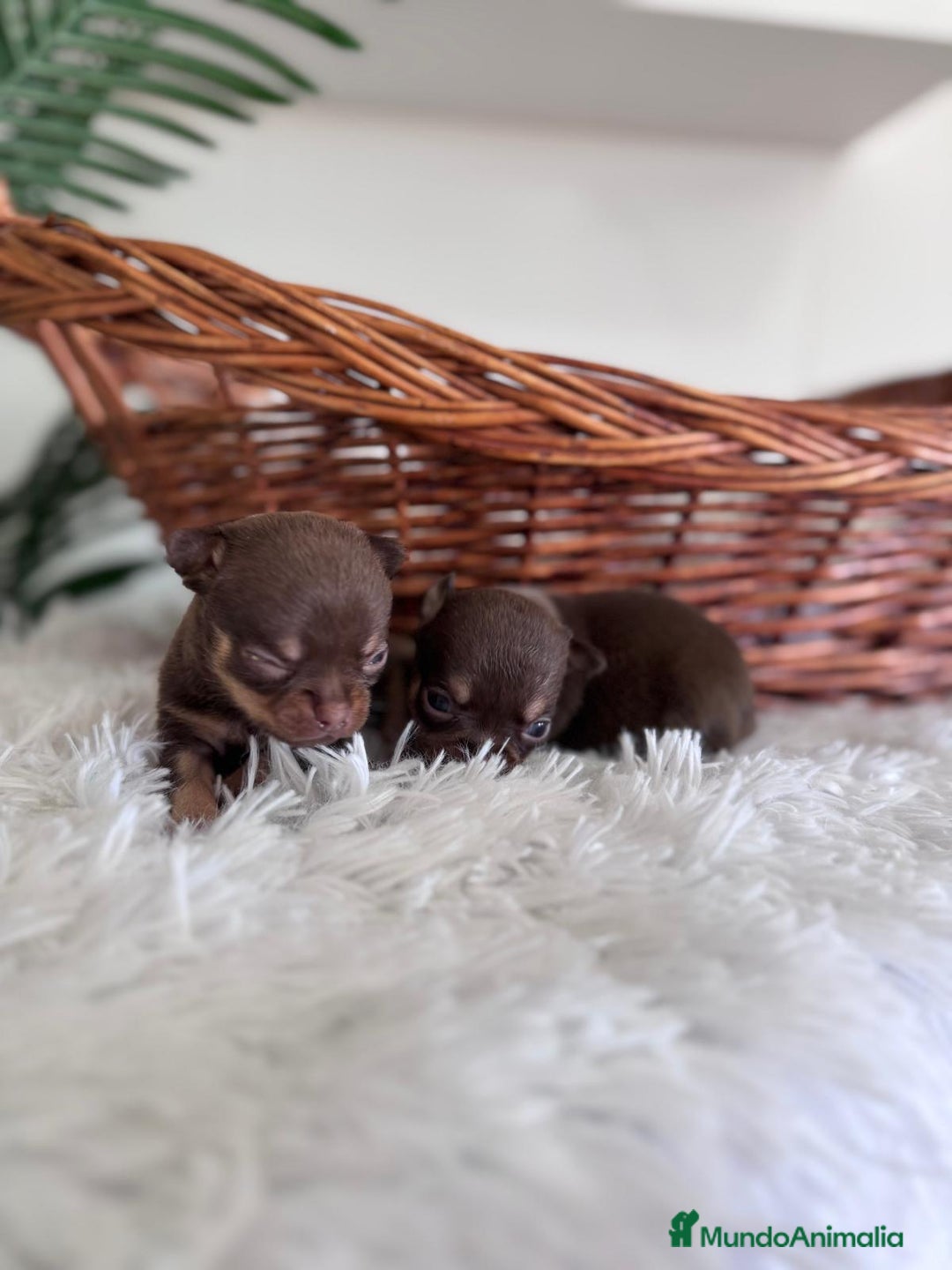 Chihuahua perros en venta: CHIHUAHUA MACHO CHOCOLATE & TAN - Imagen 3