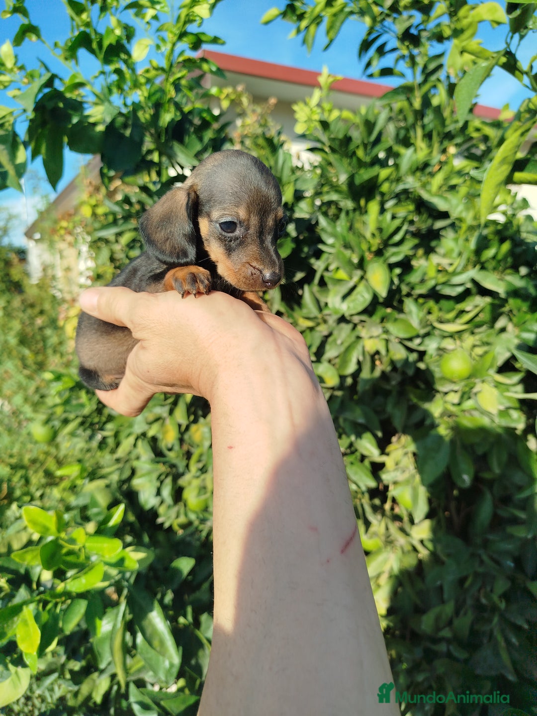 Teckel Miniatura perros en venta: Teckel mini  - Imagen 5