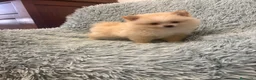 Pomerania perros en venta: LULU DE POMERANIA - Anuncio 2