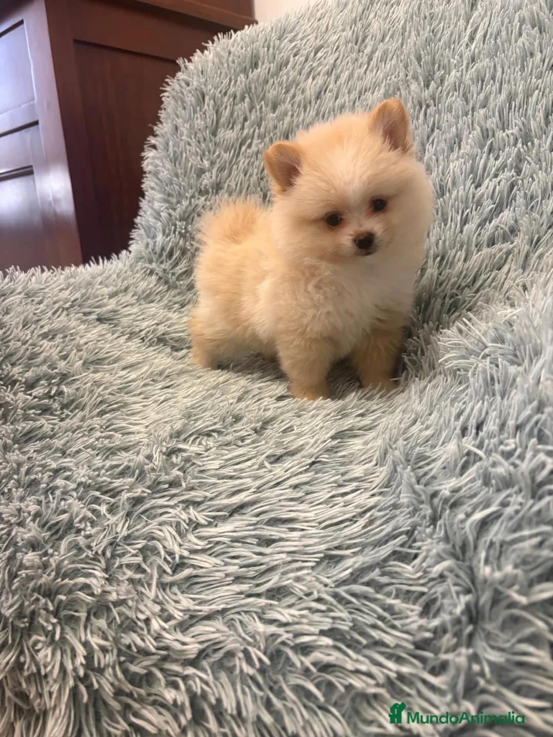 Pomerania perros en venta: LULU DE POMERANIA - Anuncio 2
