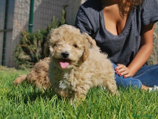 Caniche Toy perros en Madrid - Anuncio 40