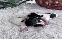 Yorkshire Terrier perros en venta: YORKSHIRE TERRIER BIEWER - Imagen 6