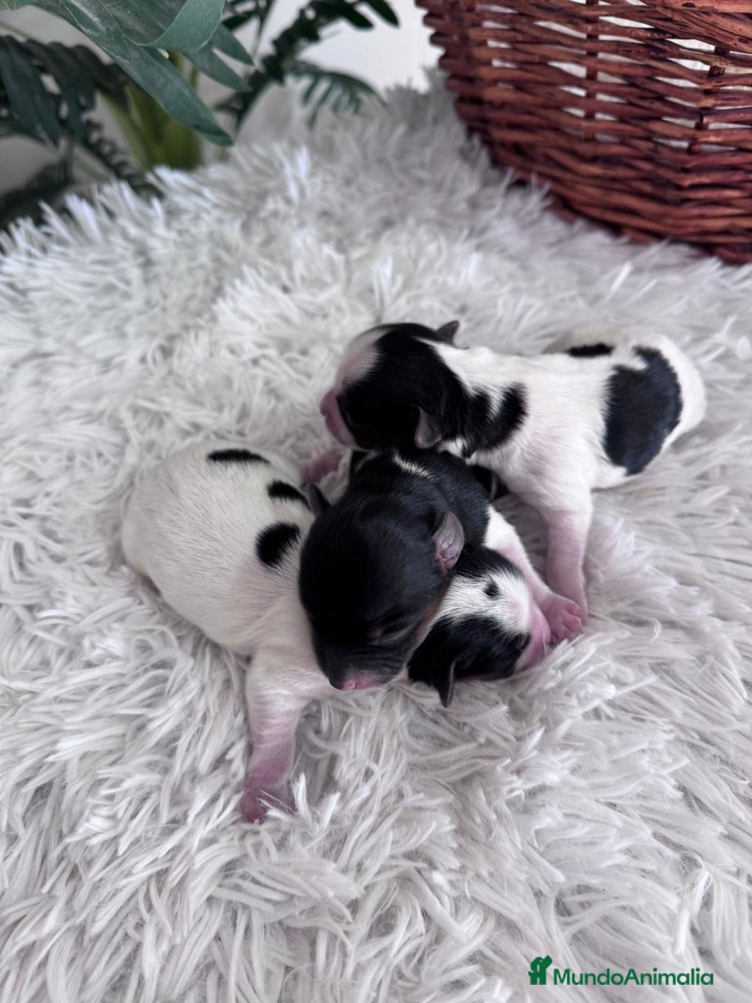 Yorkshire Terrier perros en venta: YORKSHIRE TERRIER BIEWER - Imagen 6