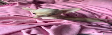 Chihuahua 1