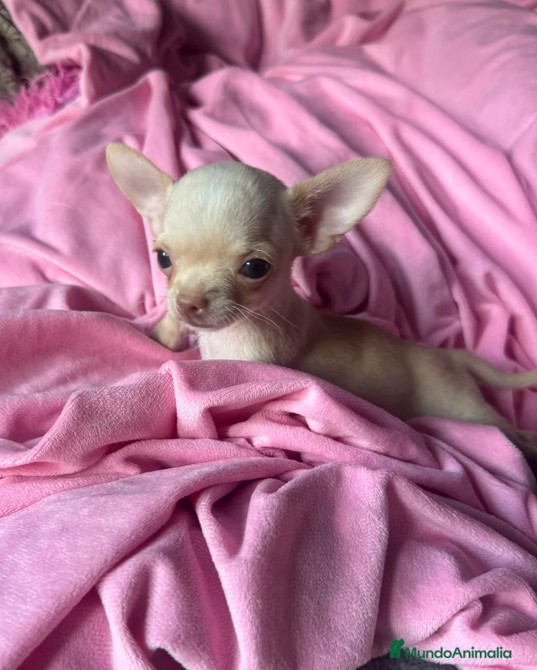 Chihuahua perros en venta: Chihuahua 💕🐾 - Anuncio 1