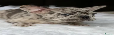 Bulldog Francés Cachorro 4