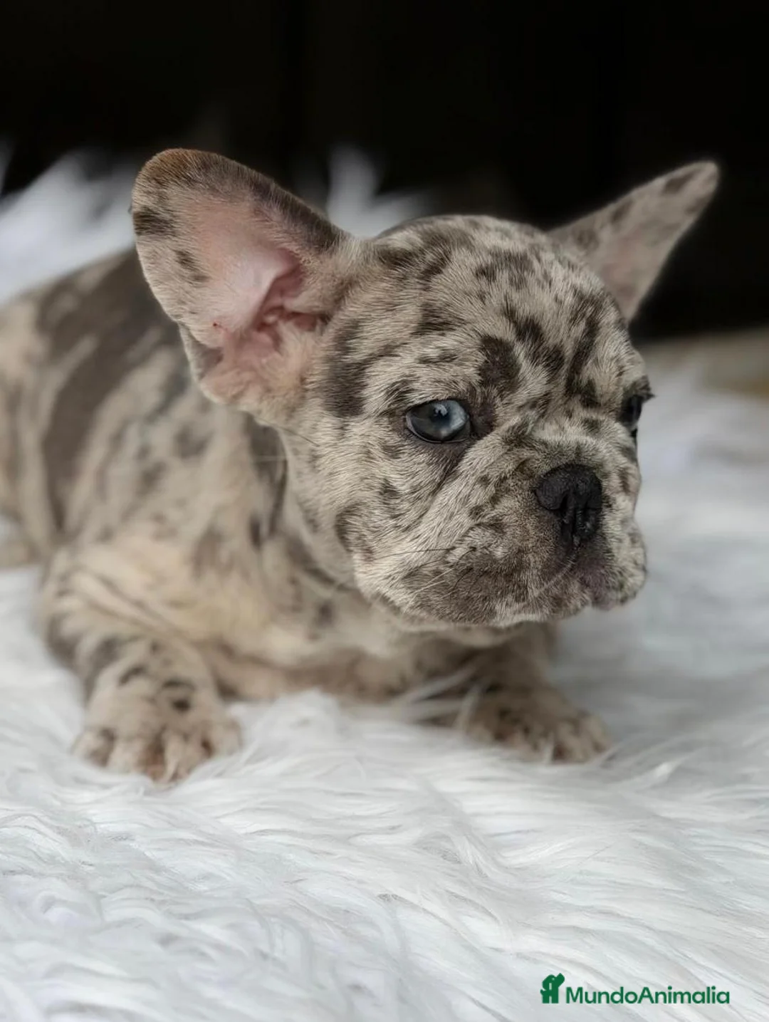 Bulldog Francés perros en venta: BULLDOG FRANCÉS MERLÉS - Anuncio 4