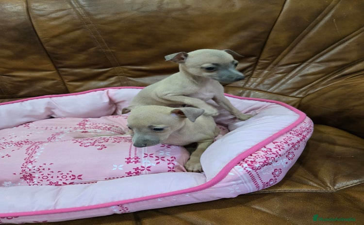 Pequeño Lebrel Italiano perros - Anuncio 1