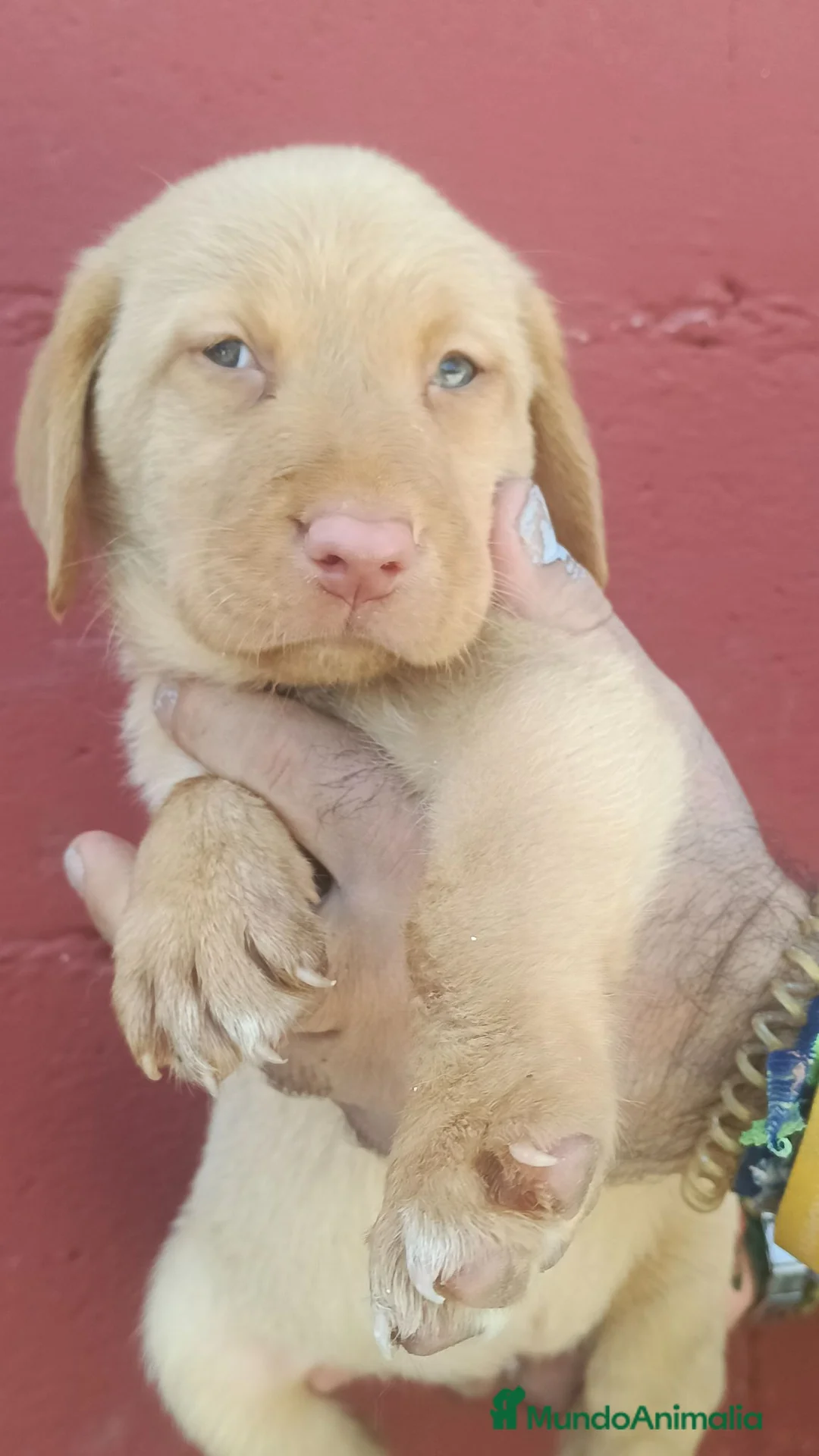 Labrador Retriever perros en venta: Labrador retriever dorado disponible  en Cádiz - Anuncio 2