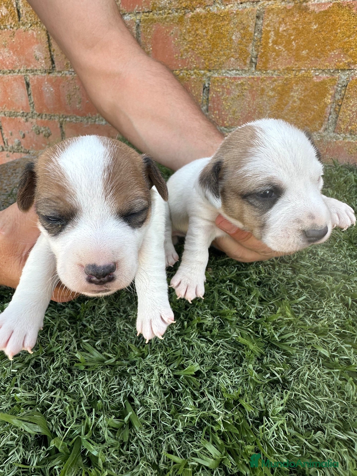 Jack Russell Terrier perros  JACK RUSSELL - Anuncio 2