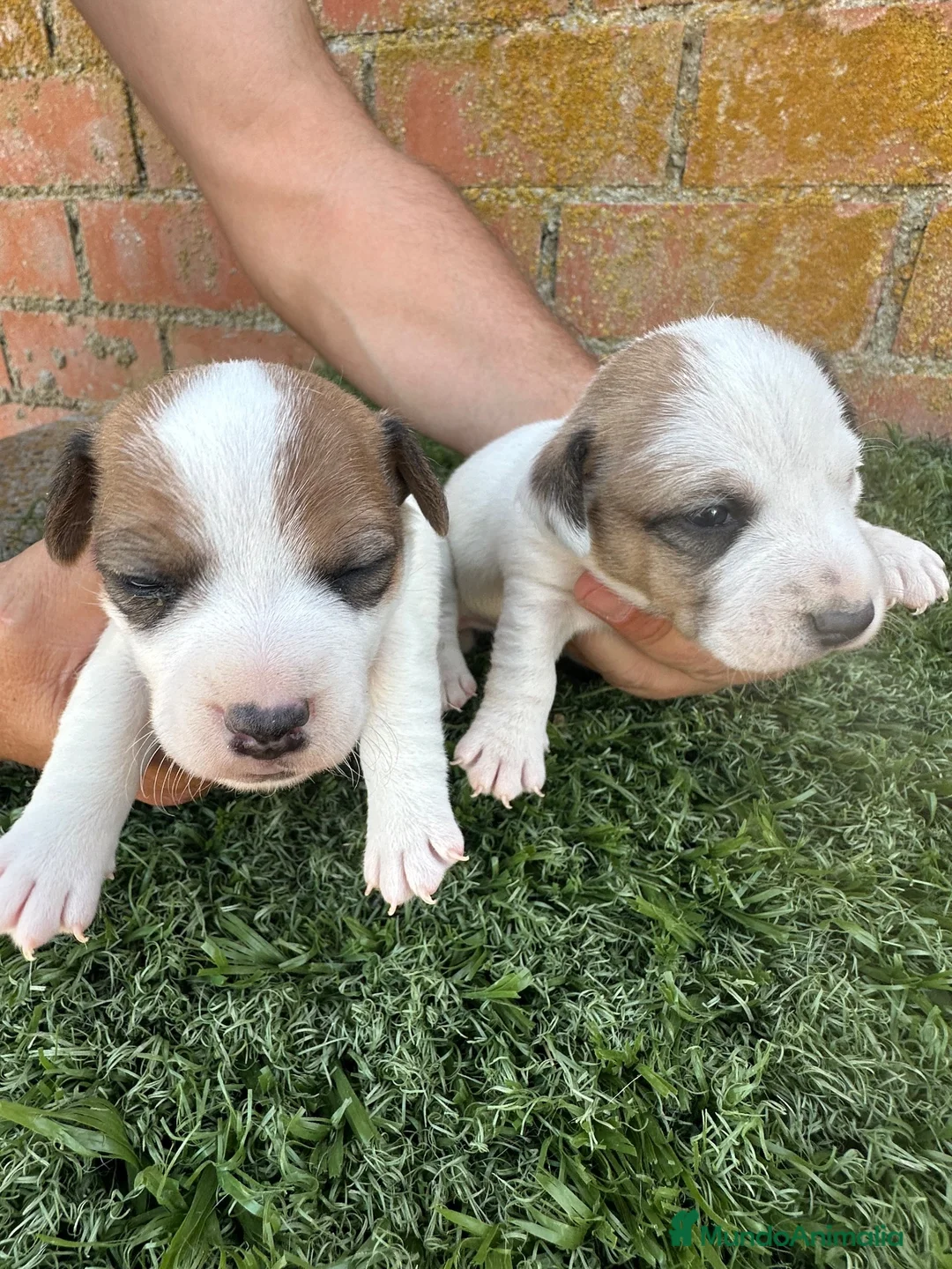 Jack Russell Terrier perros en venta:  JACK RUSSELL - Anuncio 2