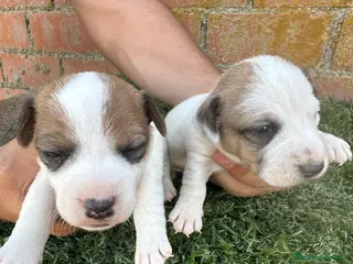 Jack Russell Terrier perros JACK RUSSELL - Anuncio 2