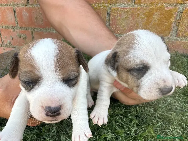Jack Russell Terrier perros en venta: JACK RUSSELL - Anuncio 2