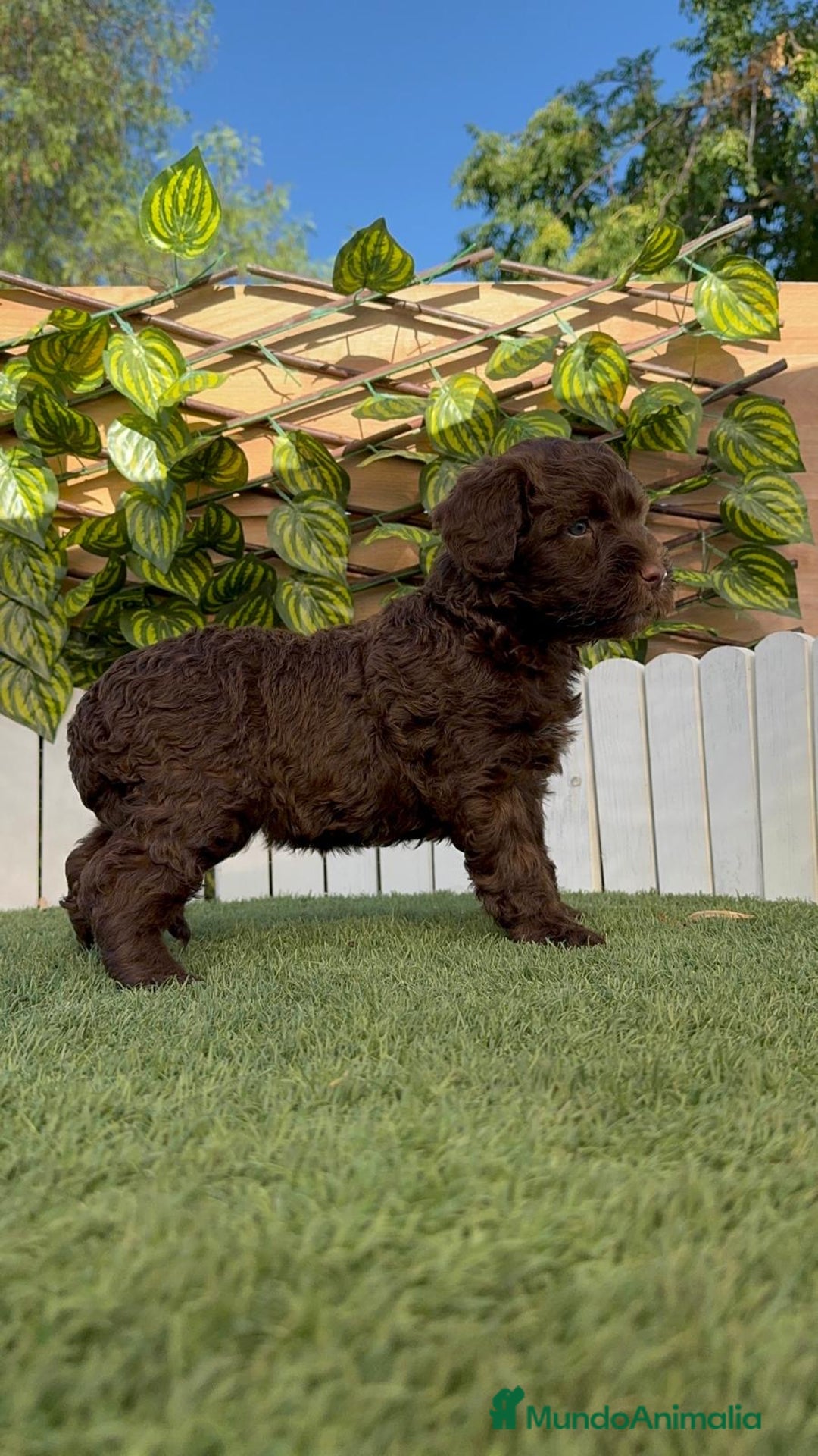 Perro de Agua Español perros en venta: PERRO DE AGUA HEMBRA - Imagen 20