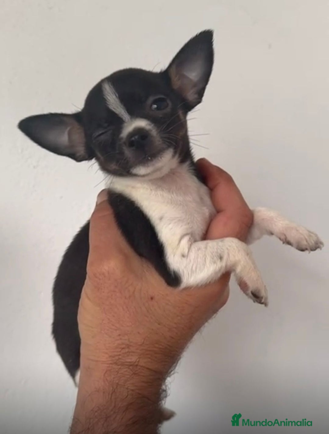 Chihuahua perros en venta: Chihuahuas merles - Imagen 11