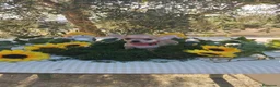 Chihuahua perros en venta: Chihuahuas toys - Anuncio 14