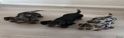 Teckel Miniatura perros en venta: Teckel arlequín plata y negro fuego 🖤🤎 - Anuncio 1
