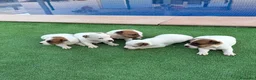 Jack Russell Terrier perros en venta: Jack russell terrier  - Anuncio 11