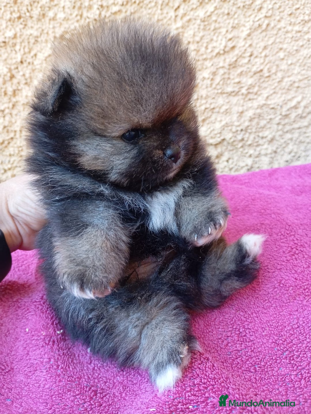 Pomerania perros en venta: Último cachorro de Pomerania cara de oso!! - Imagen 2